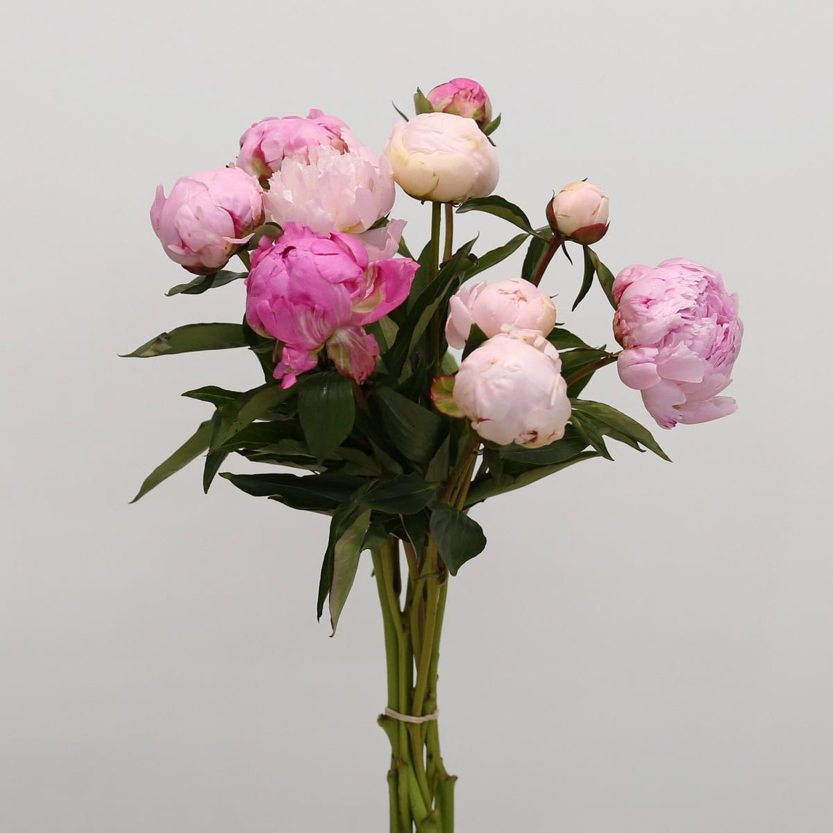 Peonies Assorted