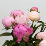 Assorted Peonies (Bulk DIY)