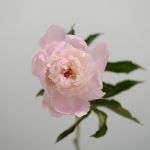 Assorted Peonies (Bulk DIY)
