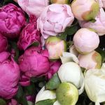 Assorted Peonies (Bulk DIY)