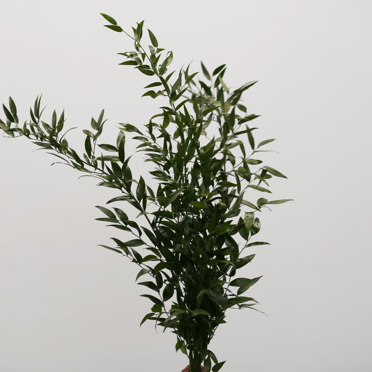 Italian Ruscus 150g