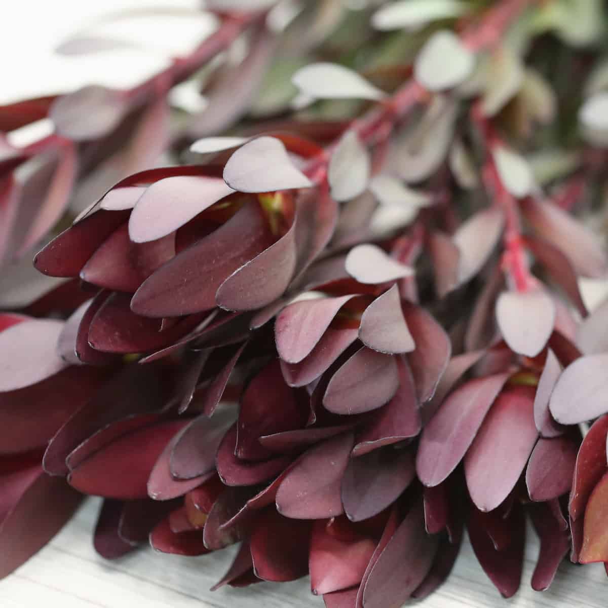 Leucadendron Safarii Sunset