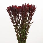 Leucadendron Safari Sunset (Bulk DIY)