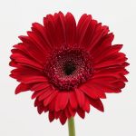 Gerbera Amarone (Bulk DIY)