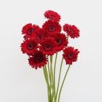 Gerbera Amarone (Bulk DIY)
