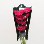 Gerbera Arcade (Bulk DIY)