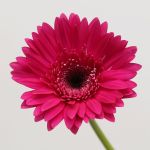 Gerbera Arcade (Bulk DIY)