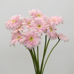 Gerbera Big Pink (Bulk DIY)