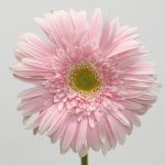 Gerbera Big Pink (Bulk DIY)