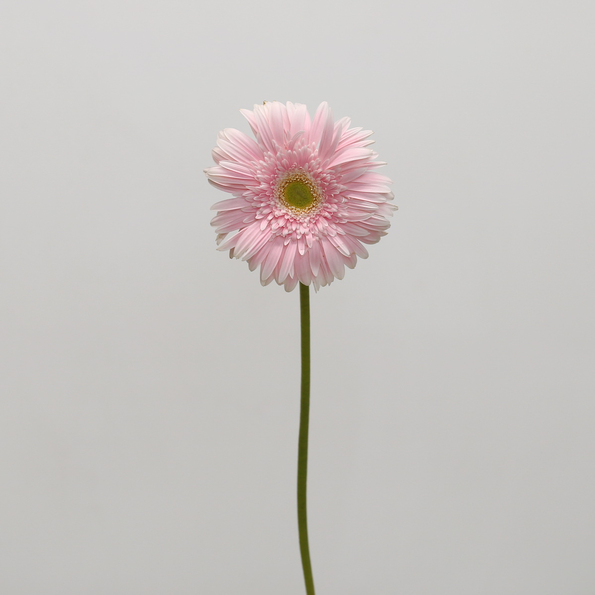 Gerbera Big Pink Bulk DIY Flowers