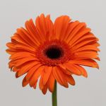 Gerbera Capella (Bulk DIY)