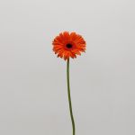 Gerbera Capella (Bulk DIY)