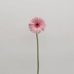 Gerbera Monroe (Bulk DIY)
