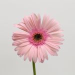 Gerbera Monroe (Bulk DIY)