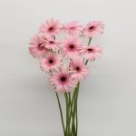 Gerbera Monroe (Bulk DIY)