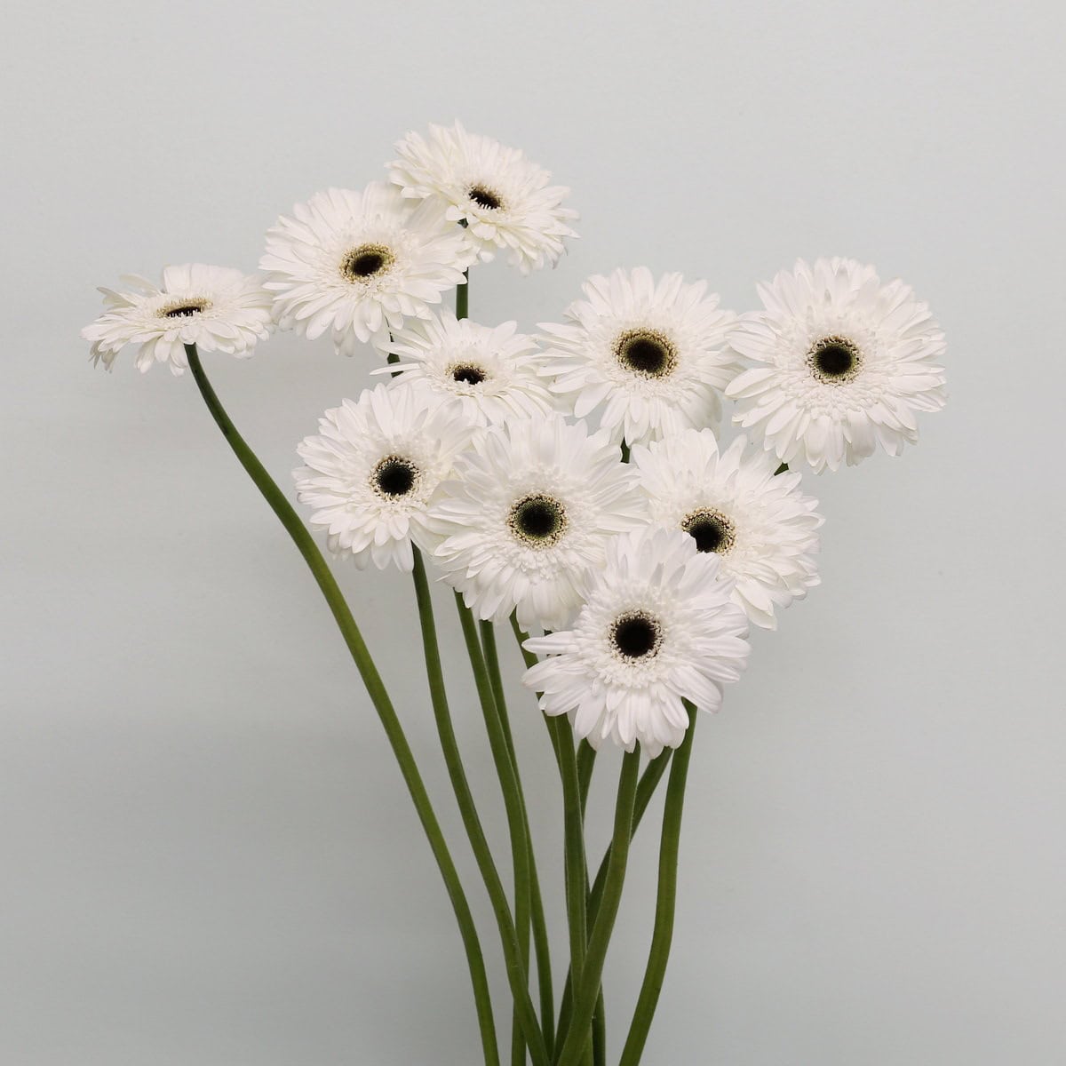 Gerbera Orca – Bulk DIY Flowers in Montreal | Le Bouquet