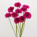 Gerbera Passoa (Bulk DIY)