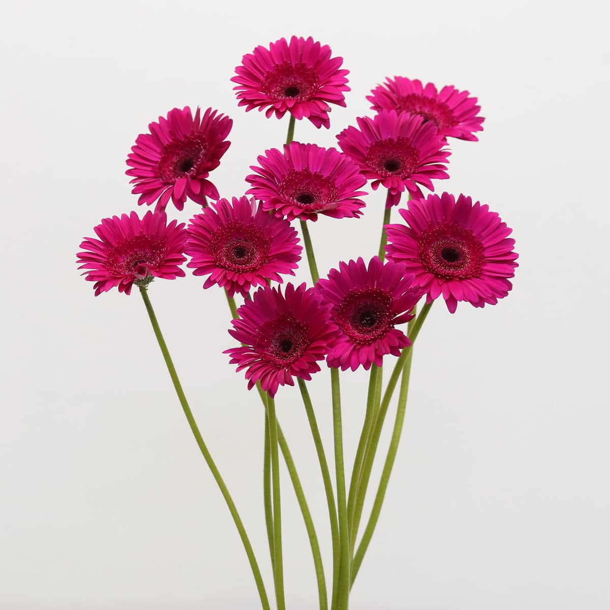 Gerbera Passoa – Bulk DIY Flowers