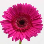 Gerbera Passoa (Bulk DIY)