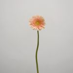 Gerbera Carlita (Bulk DIY)