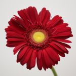 Gerbera Irene (Bulk DIY)