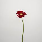 Gerbera Irene (Bulk DIY)