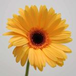 Gerberas Jetset - en vrac