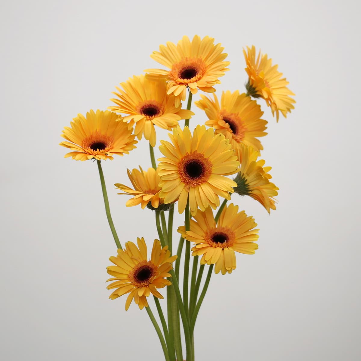 Gerbera Jetset – Bulk DIY Flowers