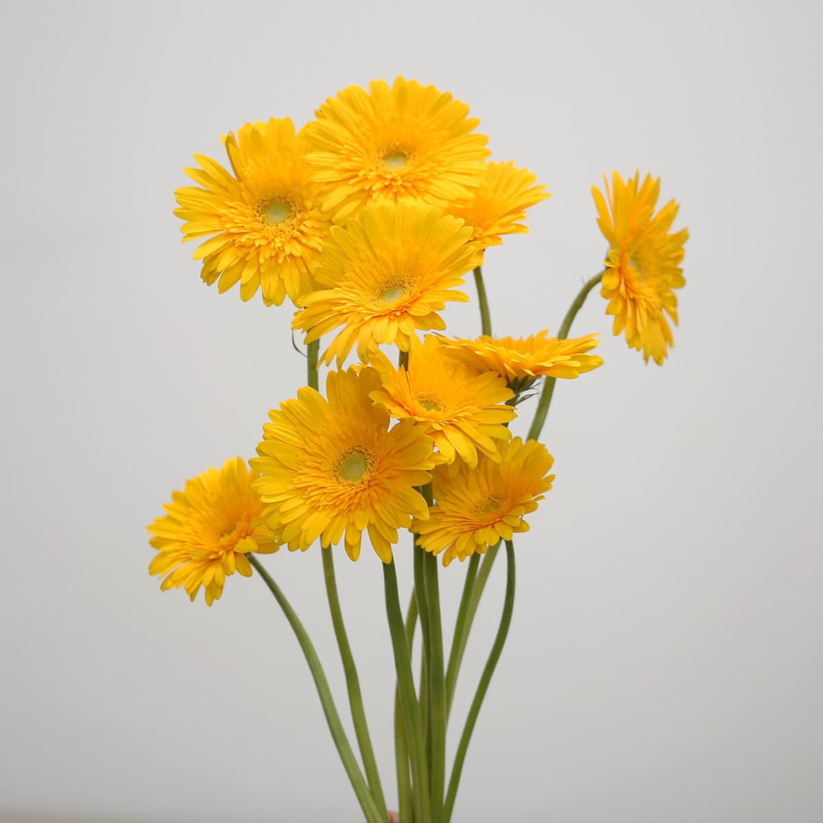 Gerbera Sol – Bulk DIY Flowers