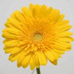 Gerbera Sol (Bulk DIY)