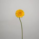 Gerbera Sol (Bulk DIY)