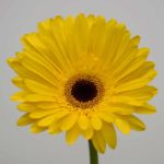 Gerbera Tess (Bulk DIY)