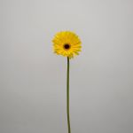 Gerbera Tess (Bulk DIY)