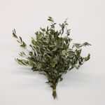 Olive Branches (Bulk DIY)