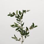 Olive Branches (Bulk DIY)