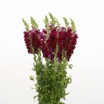 Snapdragon Burgundy (Bulk DIY)