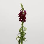 Snapdragon Burgundy (Bulk DIY)