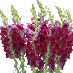 Snapdragon Burgundy (Bulk DIY)
