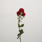 Roses branchues Scarlet Mimi - en vrac