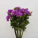 Lavender Dahlia (Bulk DIY)