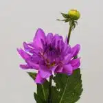 Lavender Dahlia (Bulk DIY)