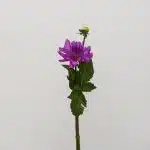 Lavender Dahlia (Bulk DIY)