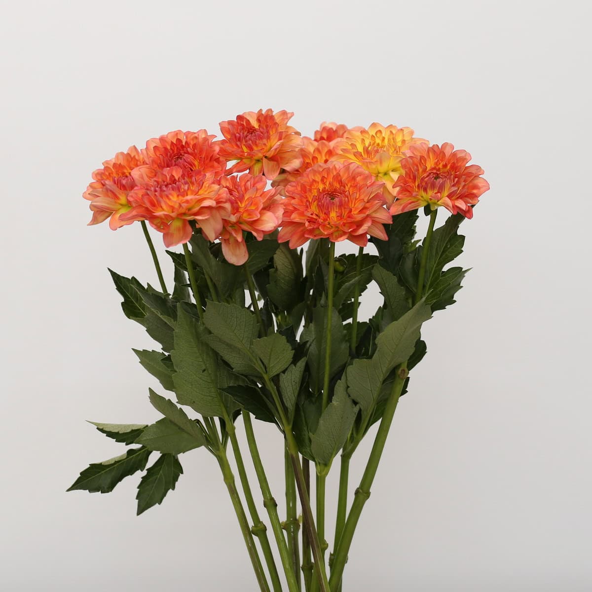 Orange Dahlia | Local Seasonal Flowers Montreal