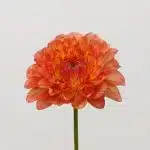 Dahlia Orange - en vrac