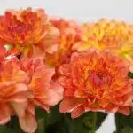 Dahlia Orange - en vrac