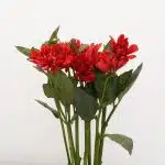 Red Dahlia (Bulk DIY)