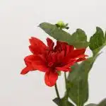 Red Dahlia (Bulk DIY)
