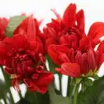 Red Dahlia (Bulk DIY)