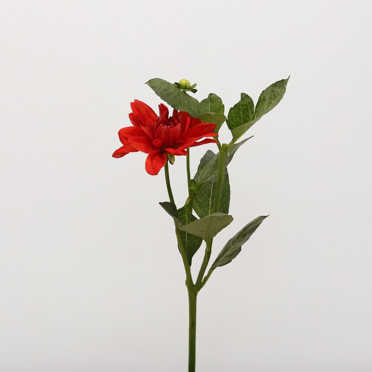 Red Dahlia | Local Seasonal Flowers Montreal