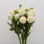 White Dahlia (Bulk DIY)
